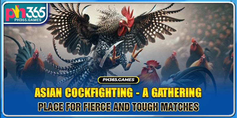 Asian Cockfighting - A Gathering Place For Fierce And Tough Matches
