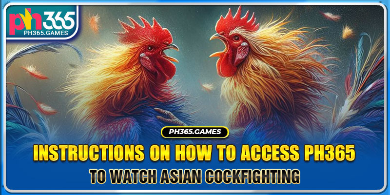 Instructions on how to access PH365 to watch Asian cockfighting