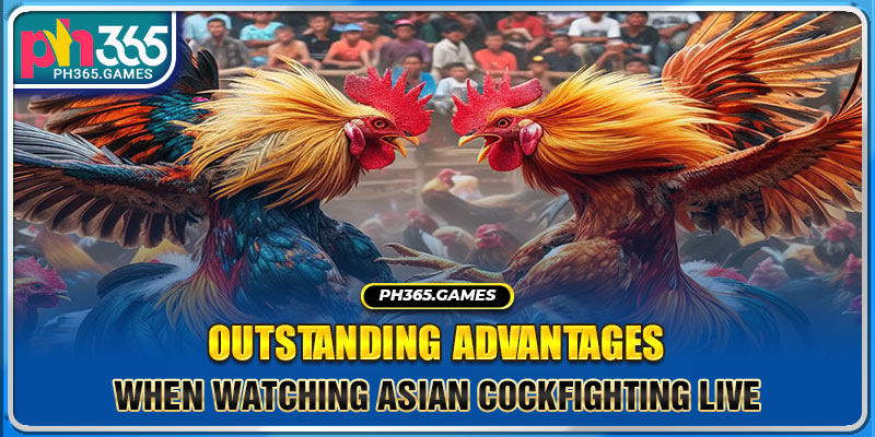 Outstanding advantages when watching Asian cockfighting live