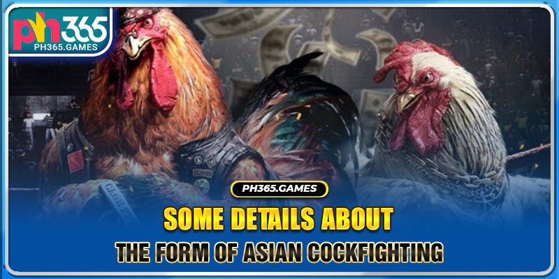 Some details about the form of Asian cockfighting